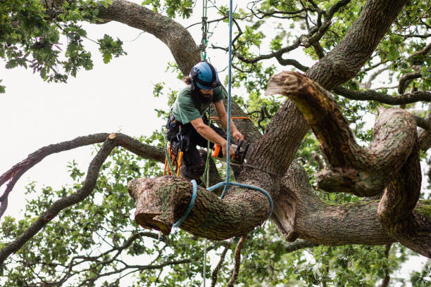 Best Tree Disease Treatment  in Portsmouth, NH