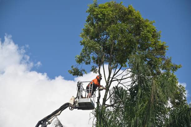 Best Palm Tree Trimming  in Portsmouth, NH