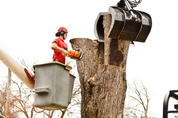 Professional Tree Care in Portsmouth, NH